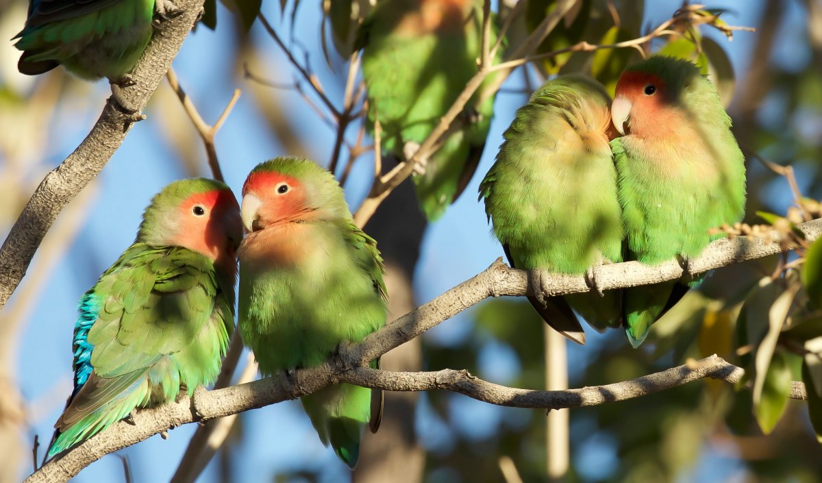 Африканские неразлучники