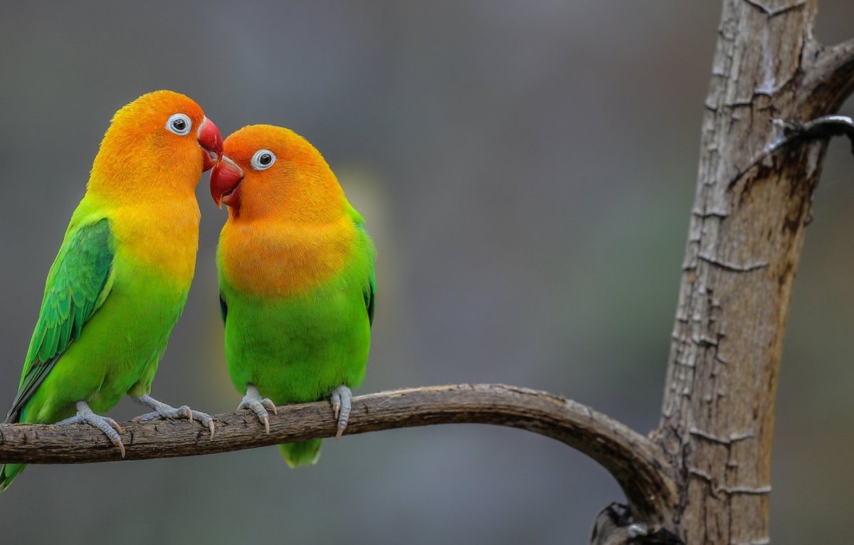 Вышивка неразлучники