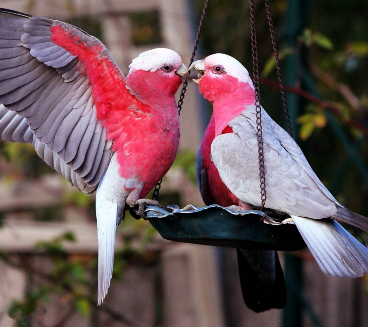 Неразлучник и волнистый попугай