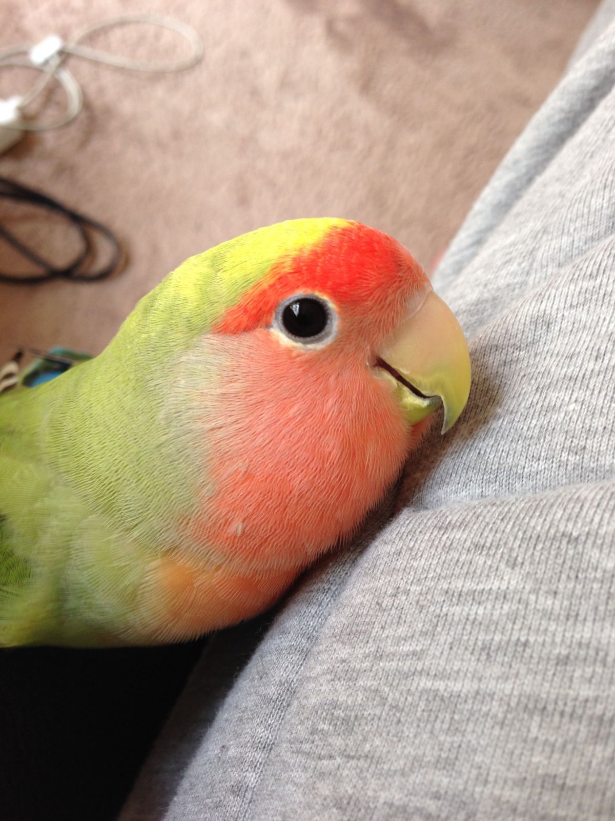 Волнистые попугайчики неразлучники