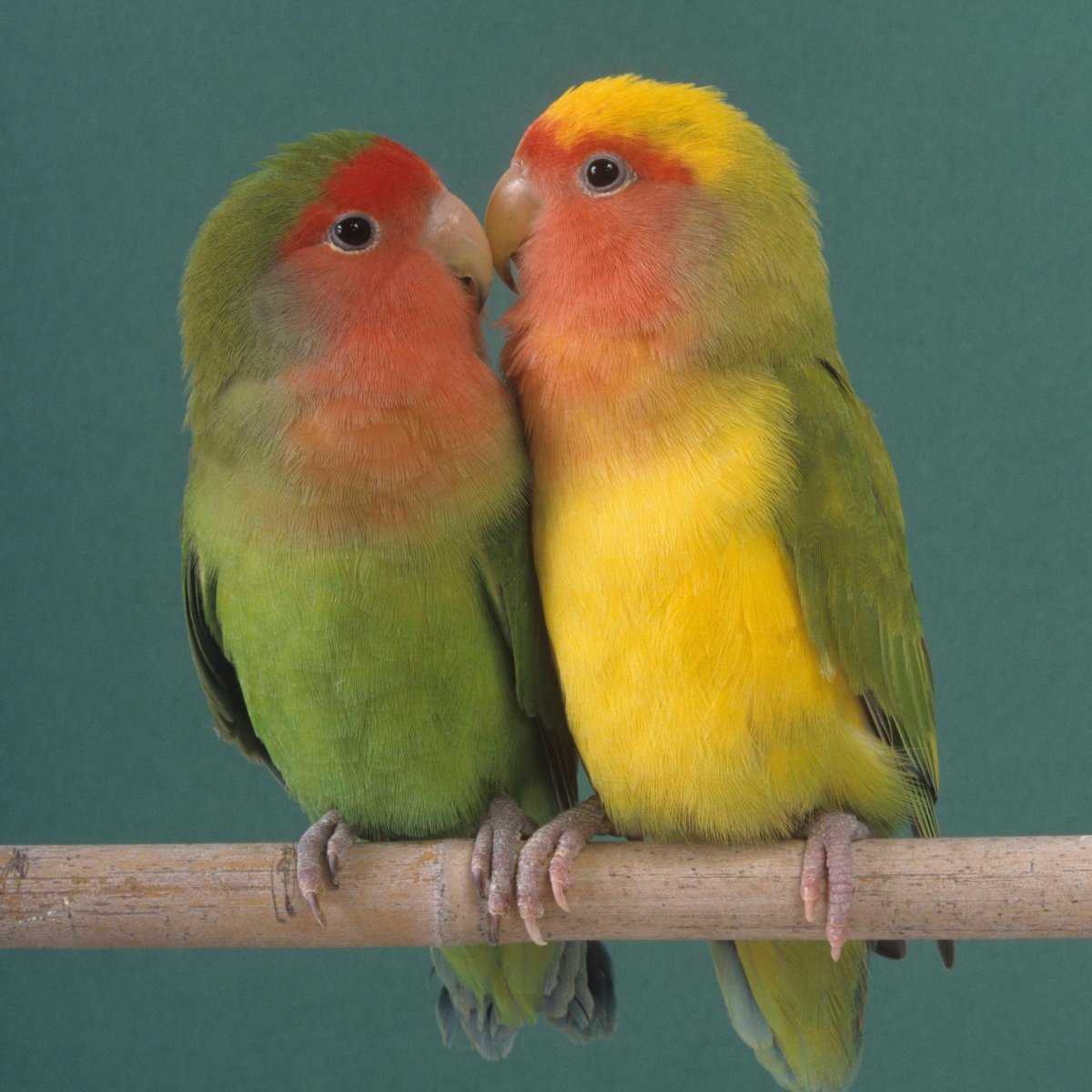 Индийские попугаи неразлучники