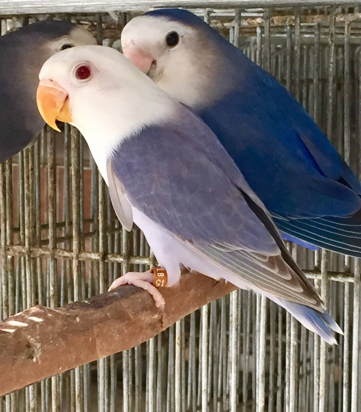 Попугаи неразлучники Какаду