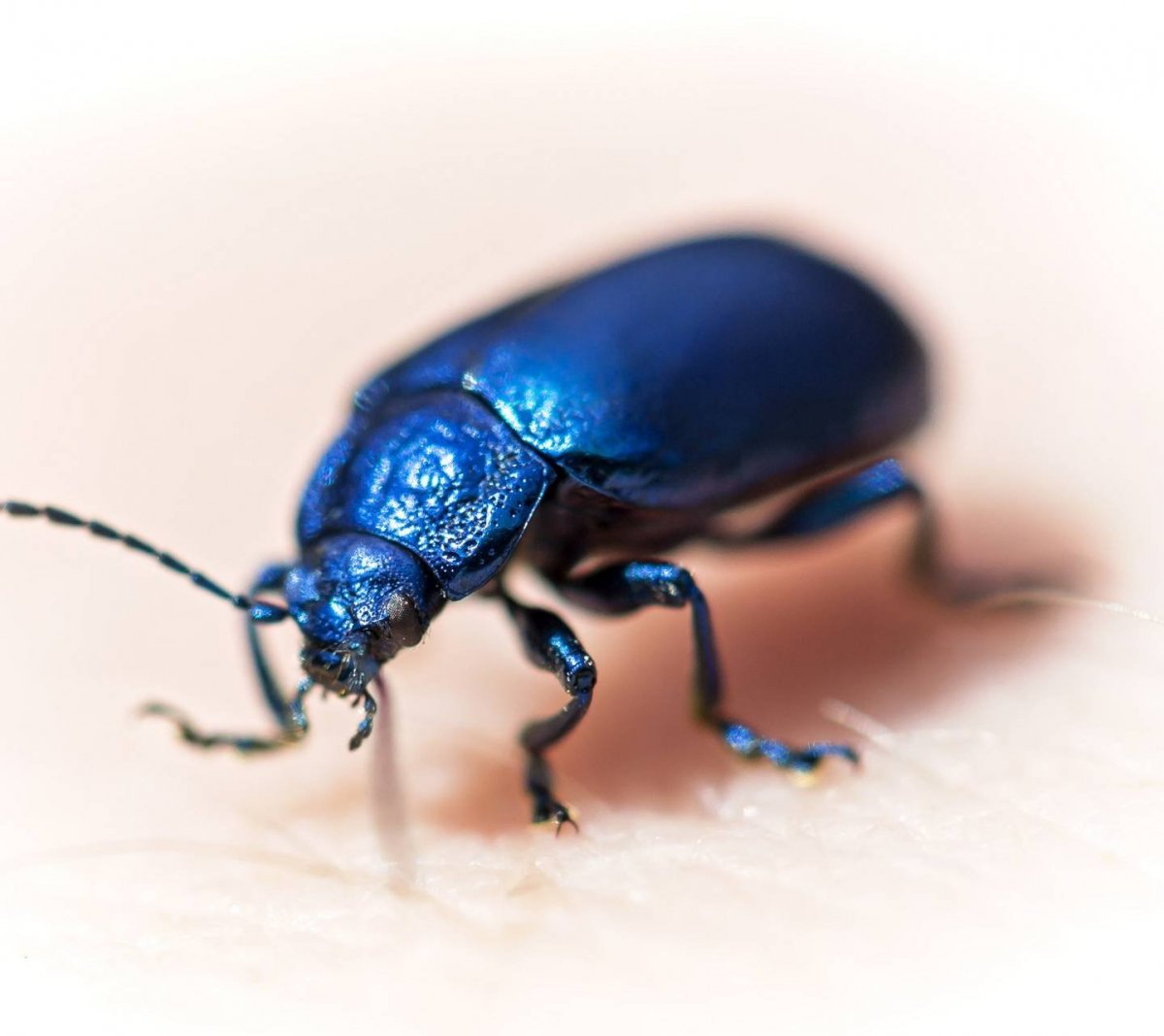 Torynorrhina flammea