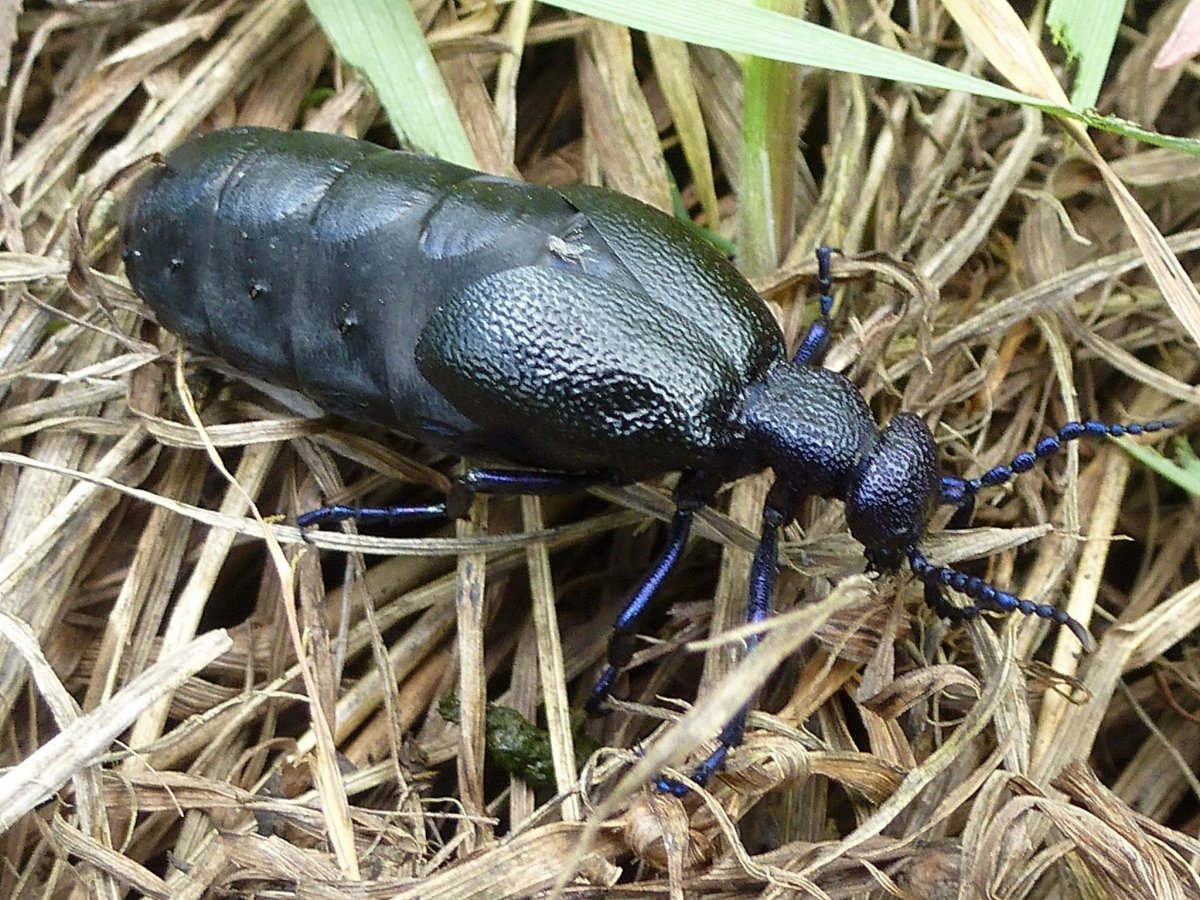 Шмель-плотник фиолетовый( Xylocopa violacea )