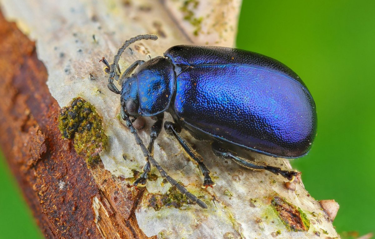 Жук нарывник майка