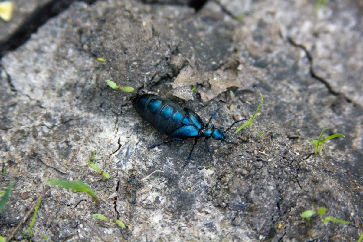 Жук синего цвета