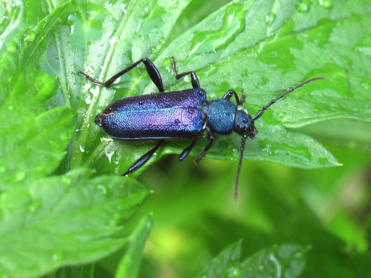 Xylocopa caerulea голубая пчела