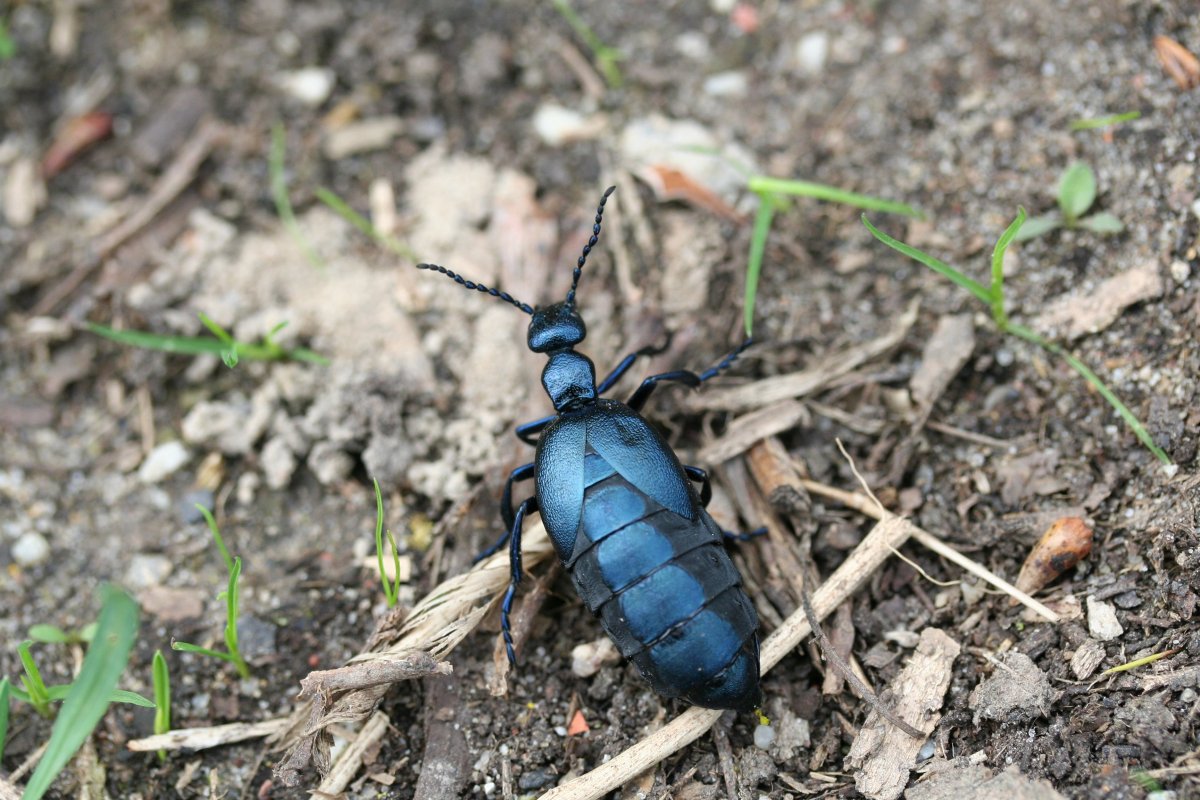 Фиолетовый Жук навозник