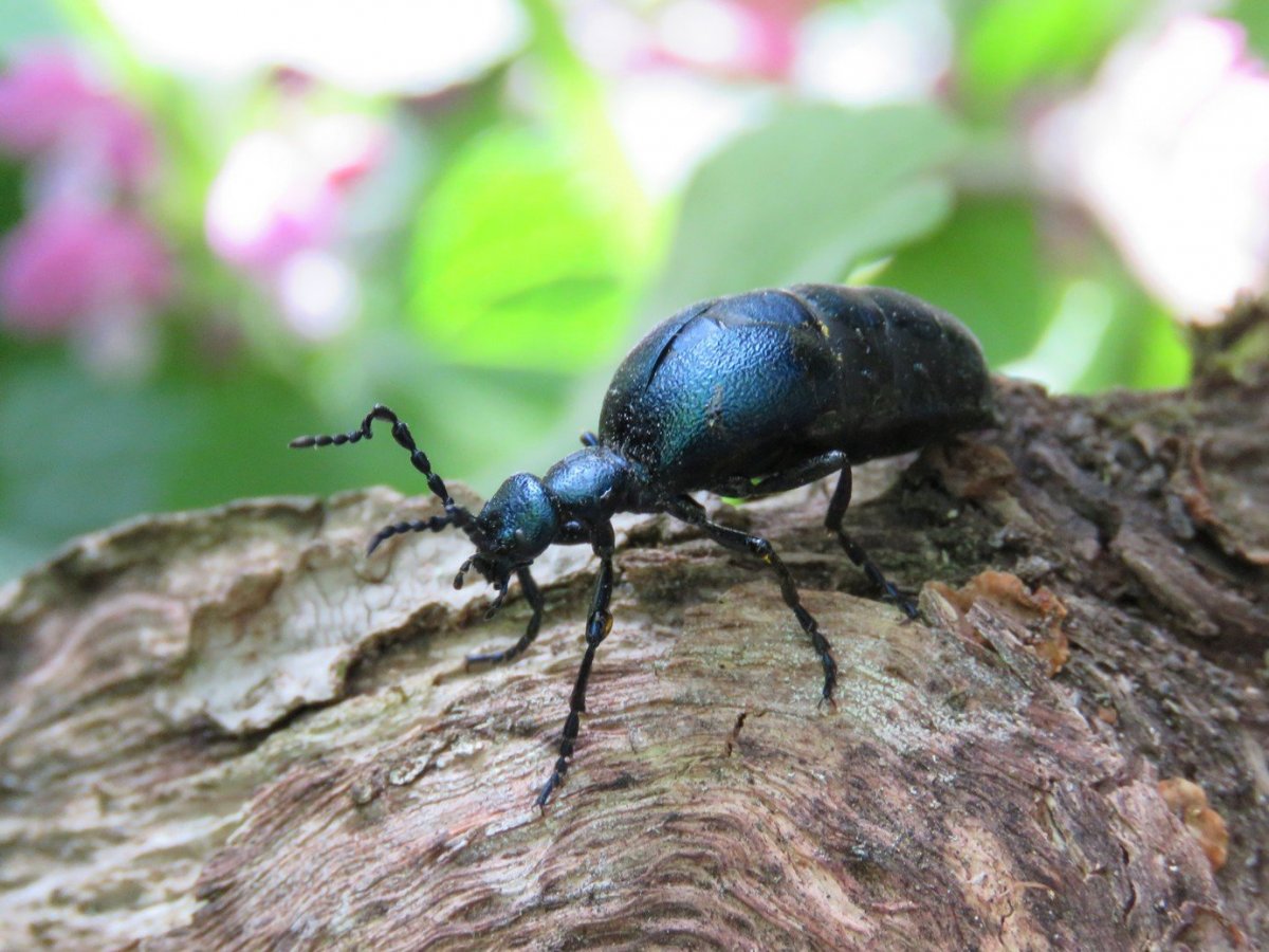 Черный жук с синими крыльями