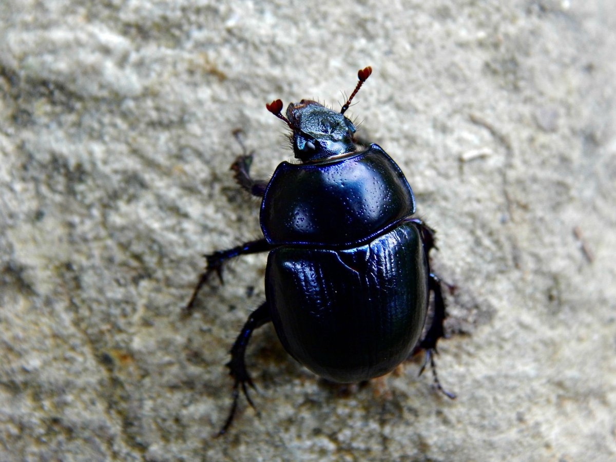 Синий таракан