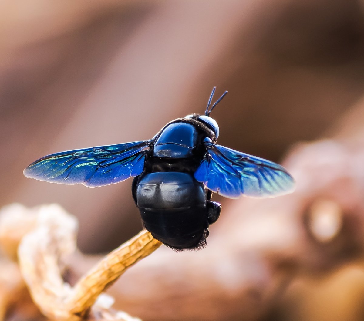 Синий Жук насекомое