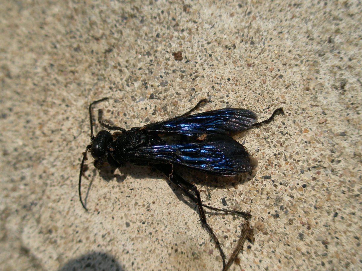 Жук Крымская жужелица