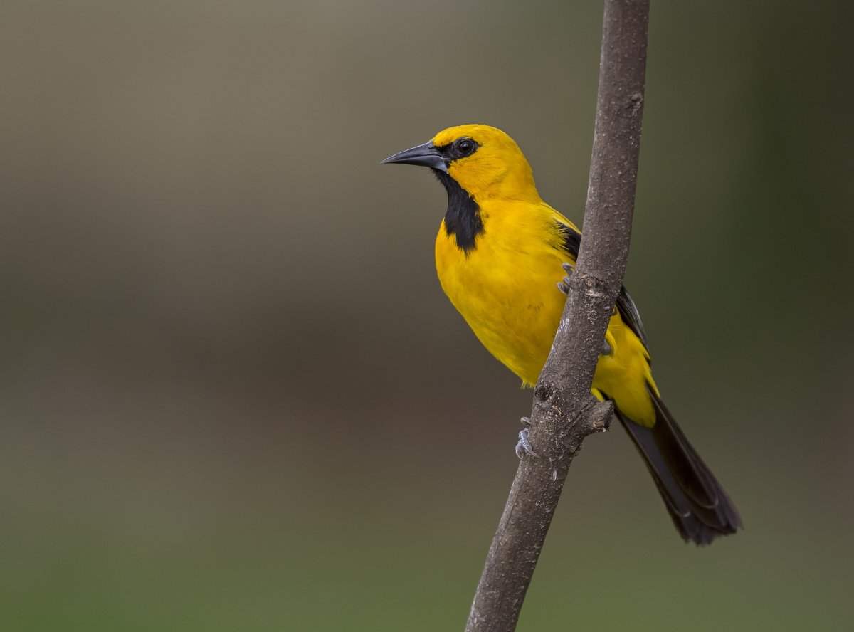 Yellow Warbler птица