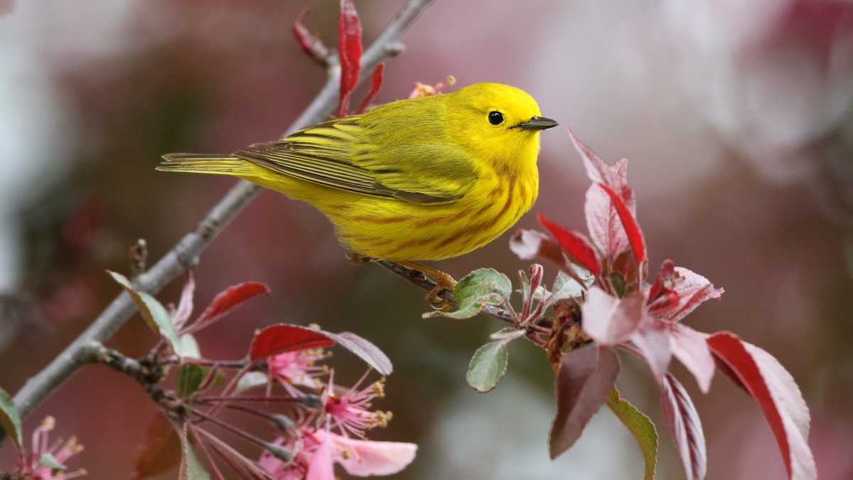 Птица с желтыми лапами