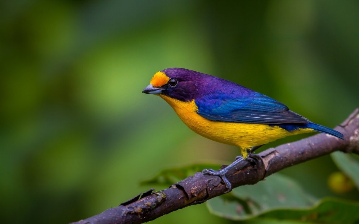 Эуфония птица