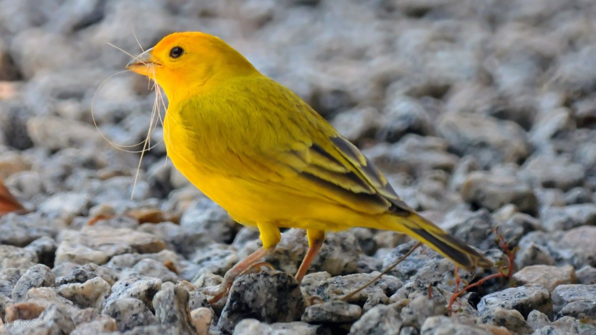 Канарейка Канарская