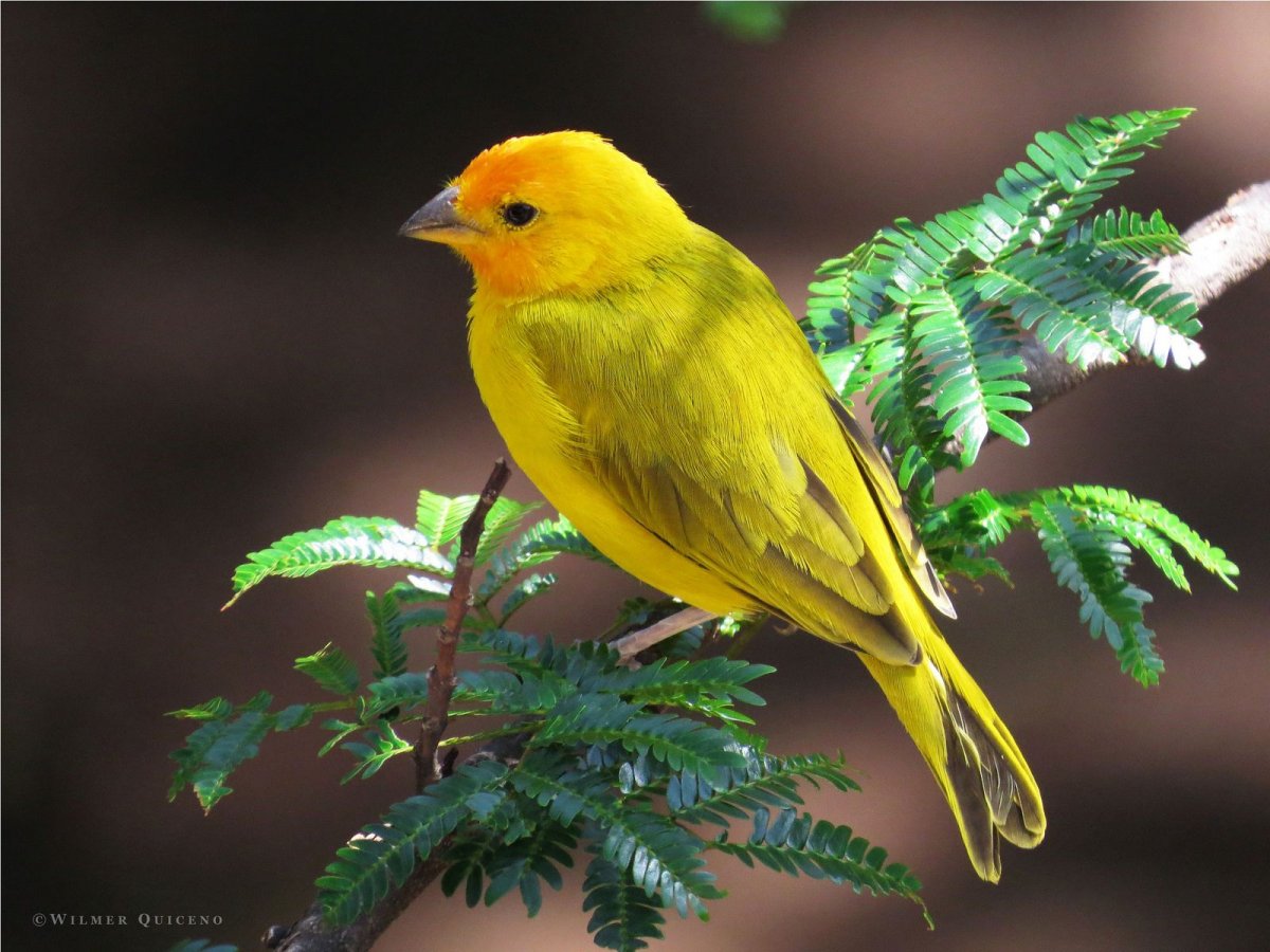 Yellow Warbler птица