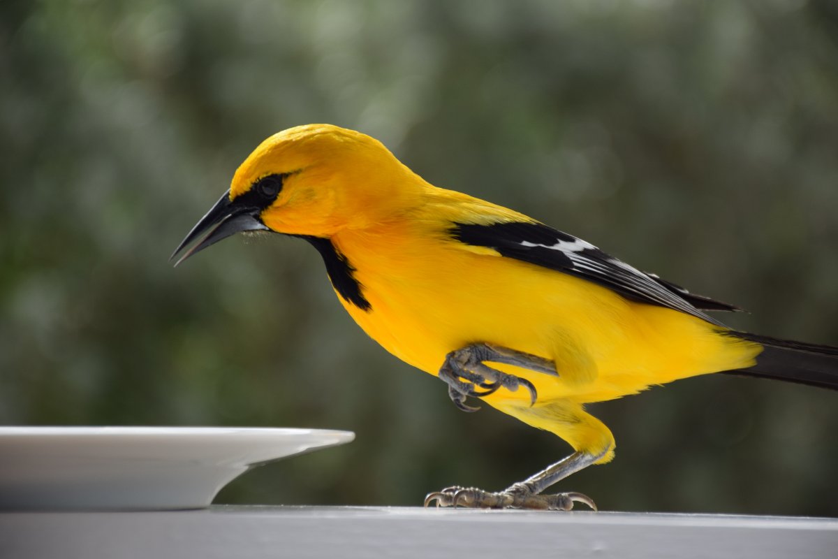 Желтый кенар