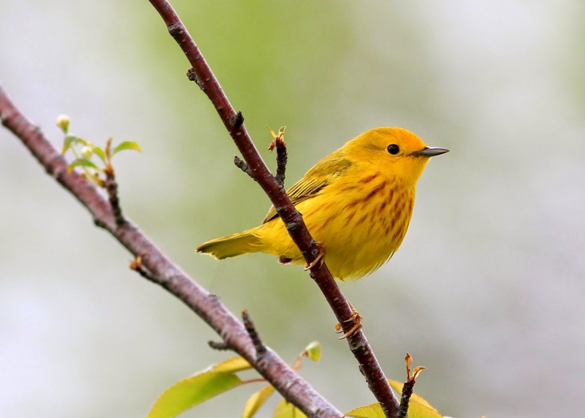 Желтая птица