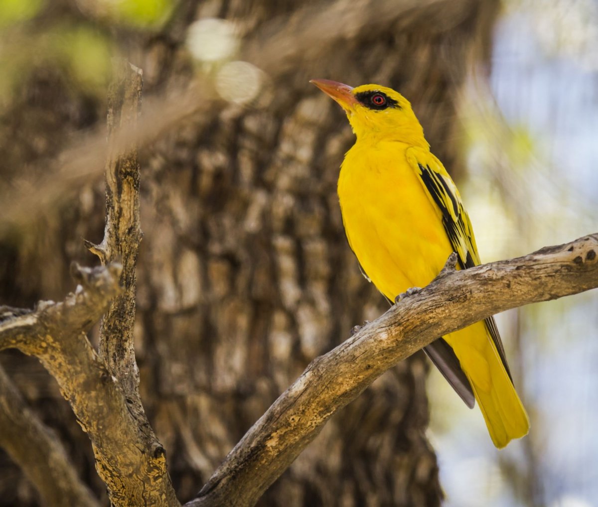 Красивые окрасы птиц