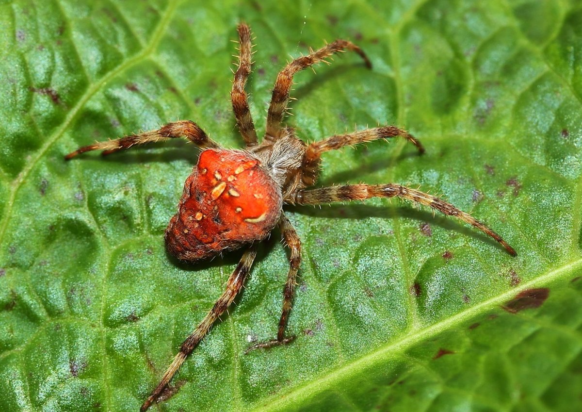 Пауки Урала