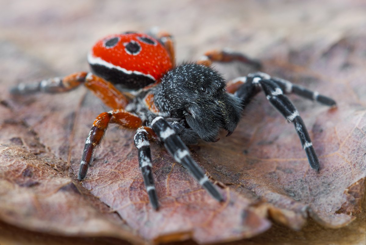 Ядовитый паук Каракурт