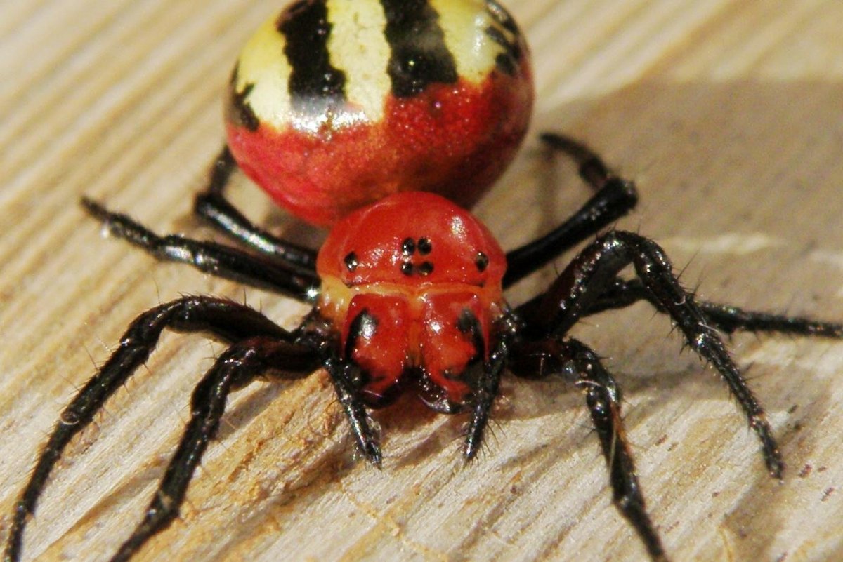 Красноногая вдова паук