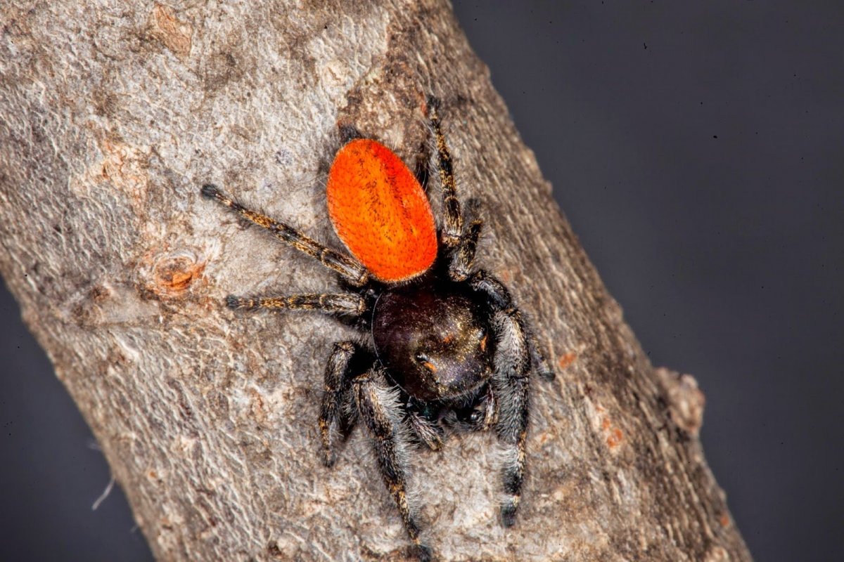 Черная Толстоголовка паук