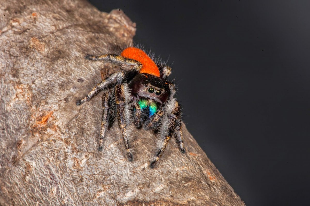 Маратус Воланс