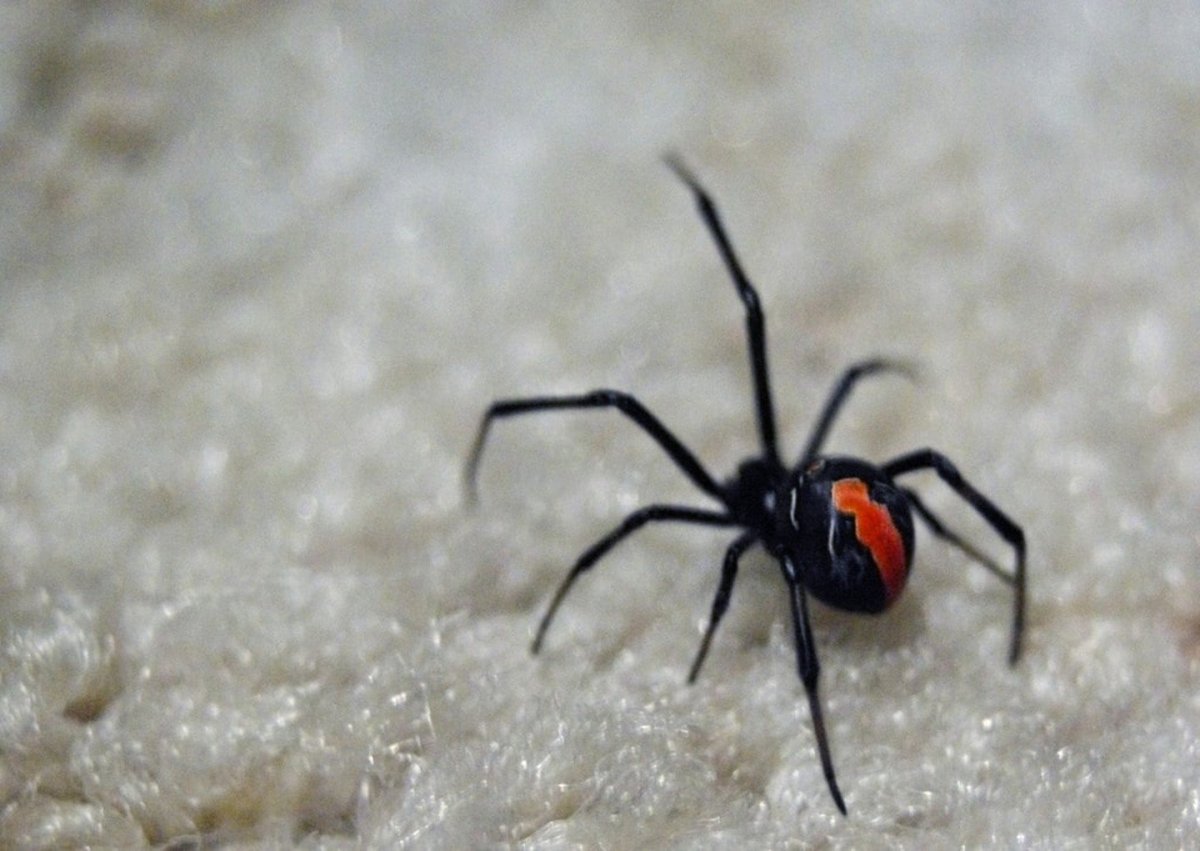 Latrodectus bishopi паук