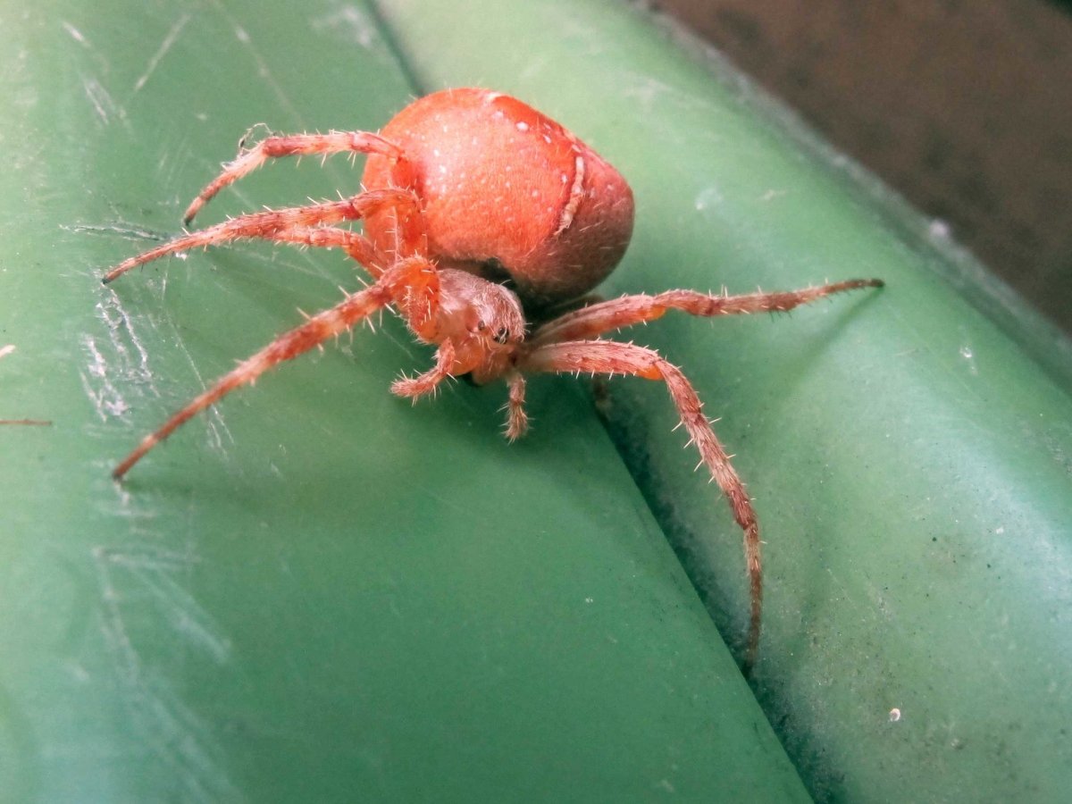Красноспинный паук австралийская вдова