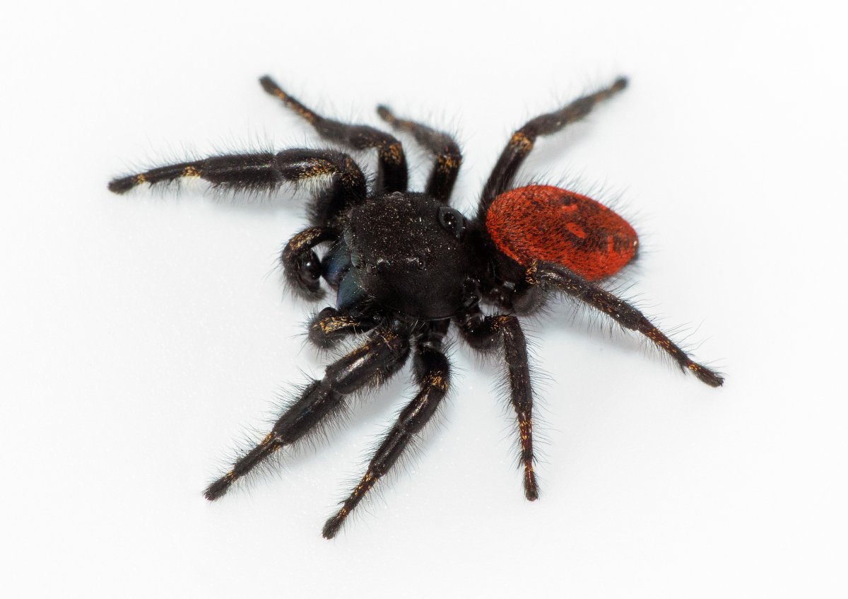 Скакунчик паук оранжевый