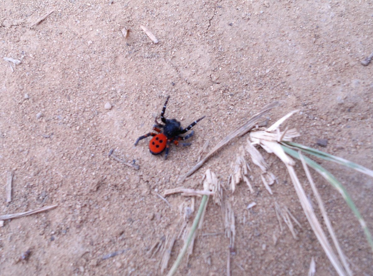 Паук Божья коровка (Eresus cinnaberinus)