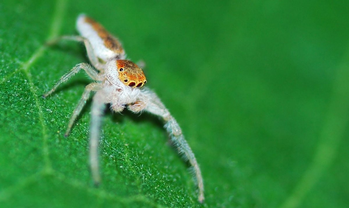 Паук Maratus speciosus