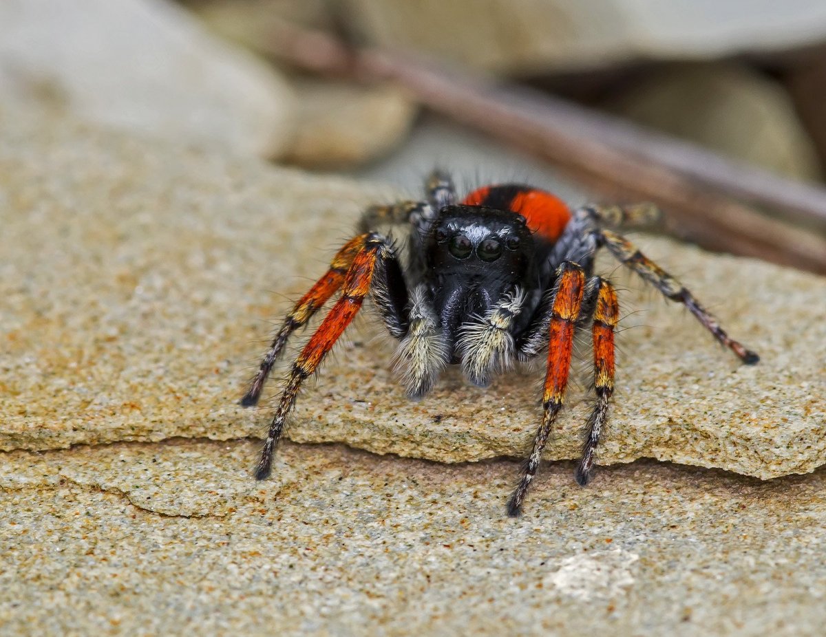 Крымский паук Каракурт