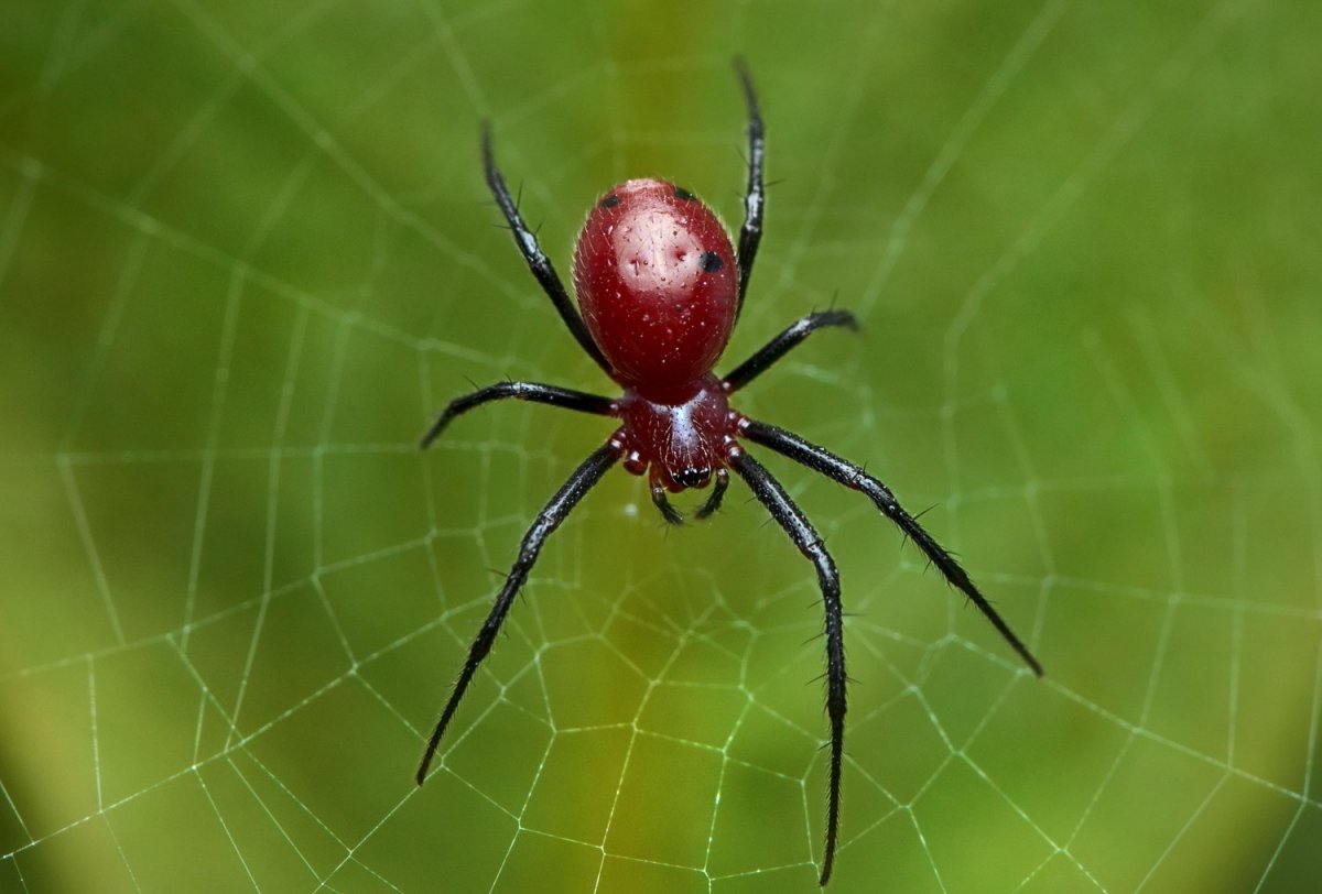 Сибирский Каракурт