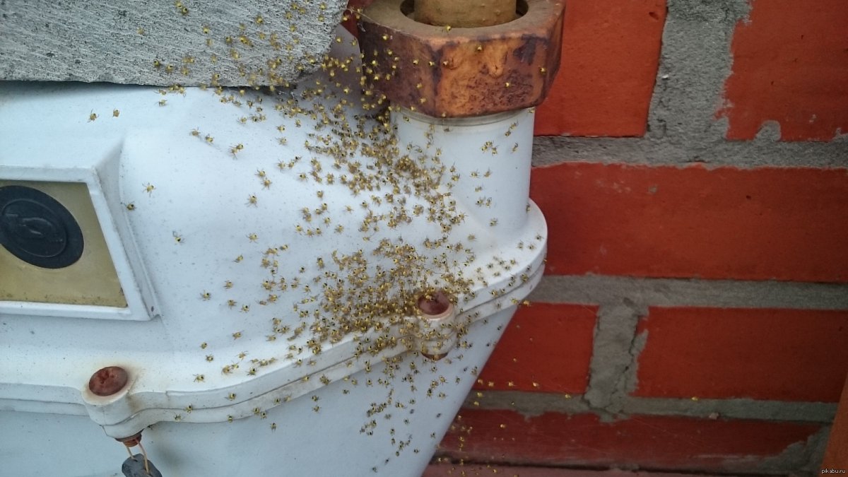 Паучье гнездо черное