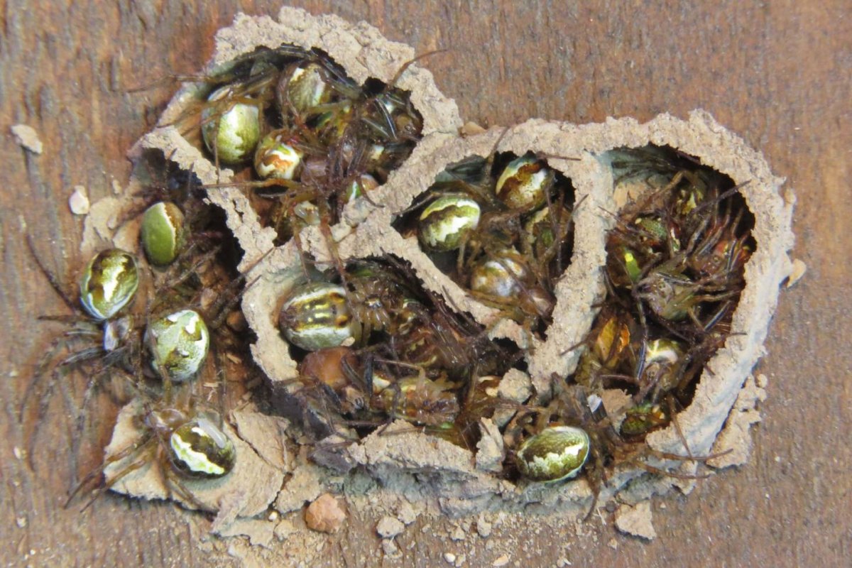 Гнездо осы одиночки