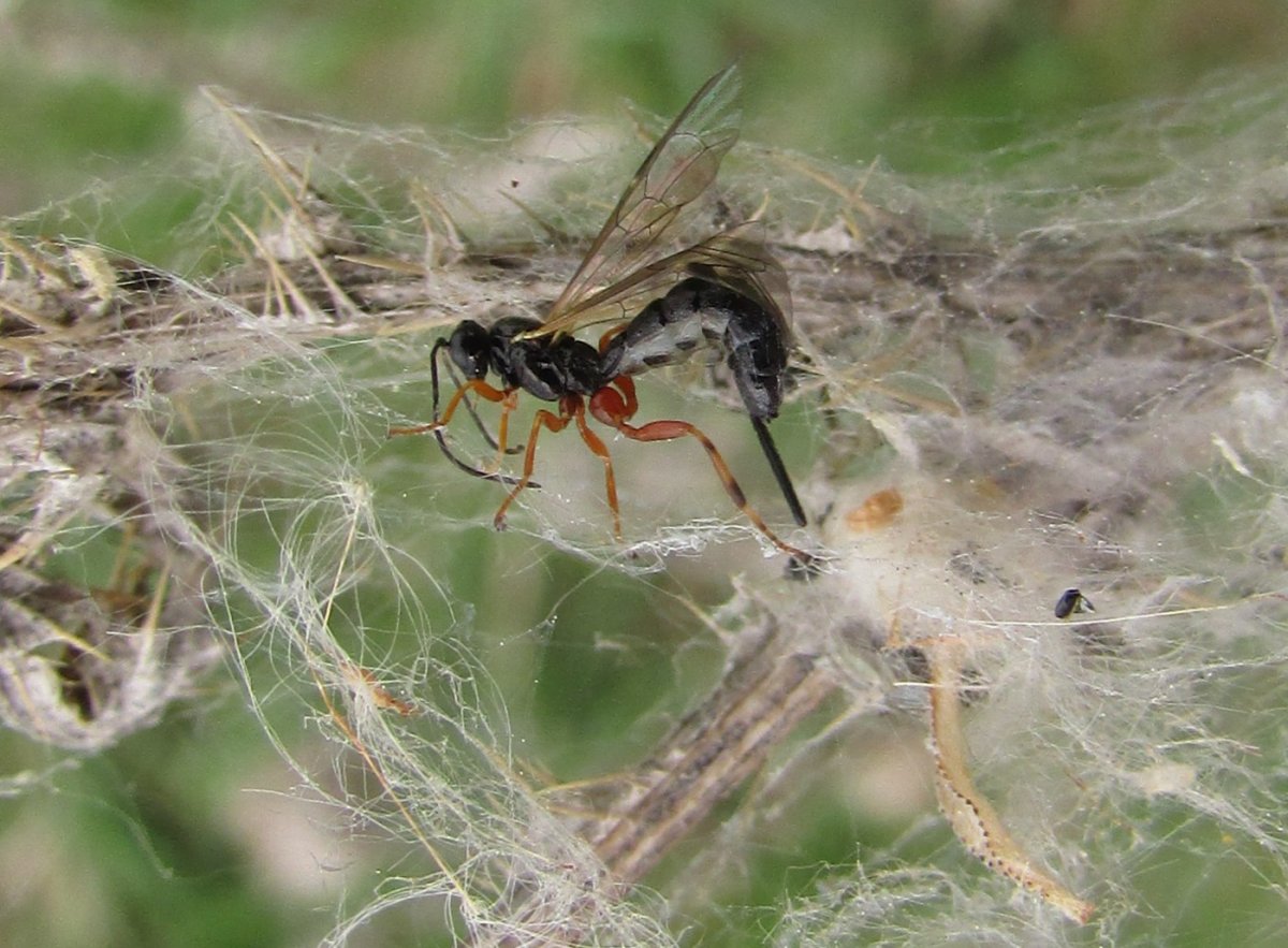 Паучье гнездо