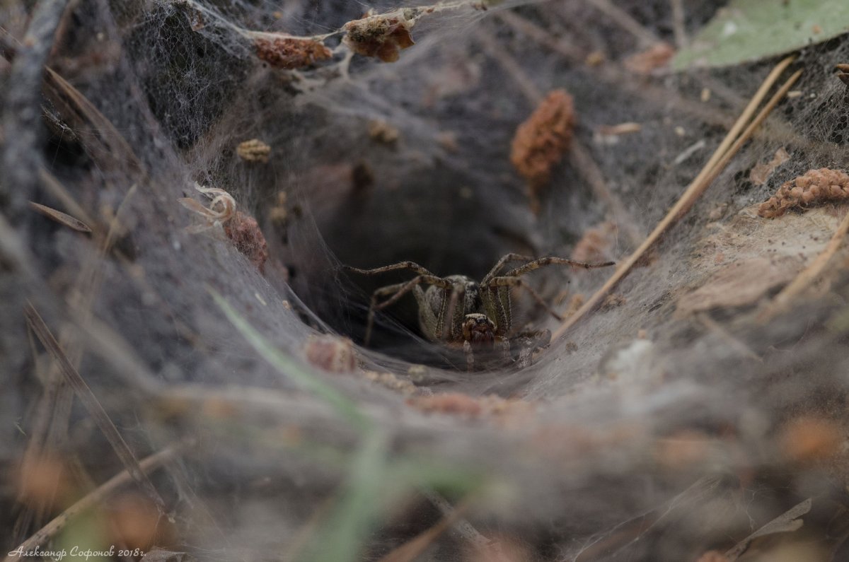 Паучиное гнездо