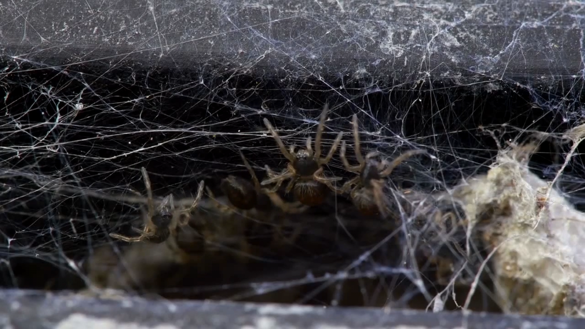 Гнездо паука охотника