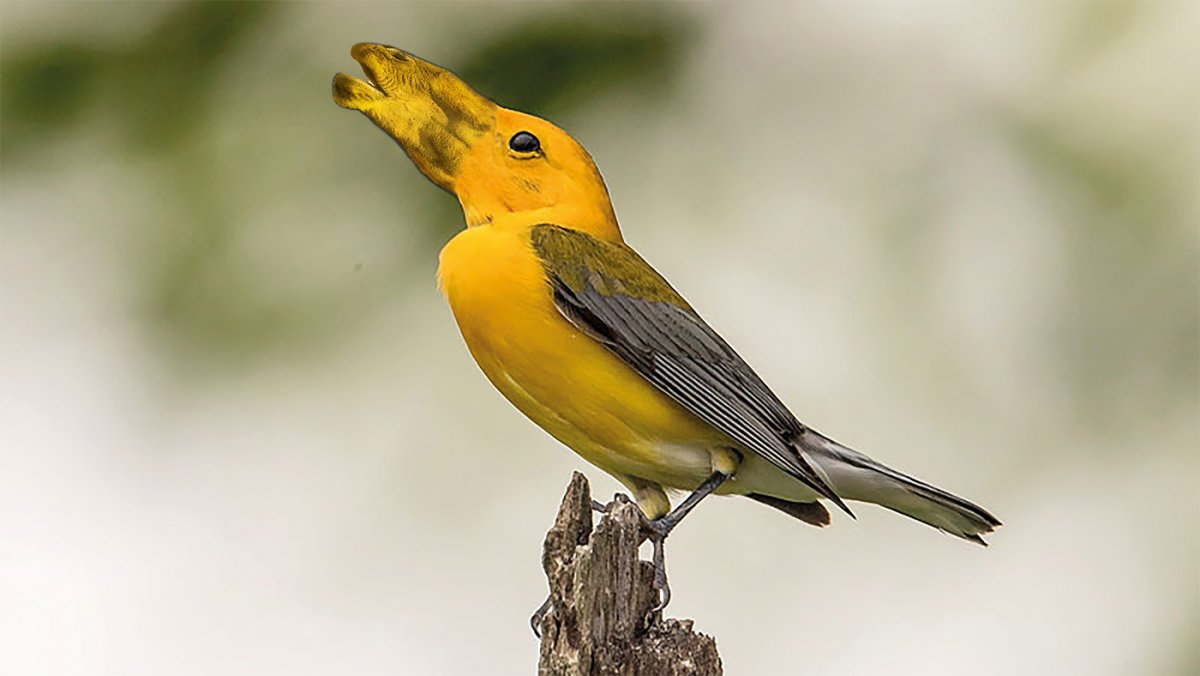 Птица с желтыми перьями