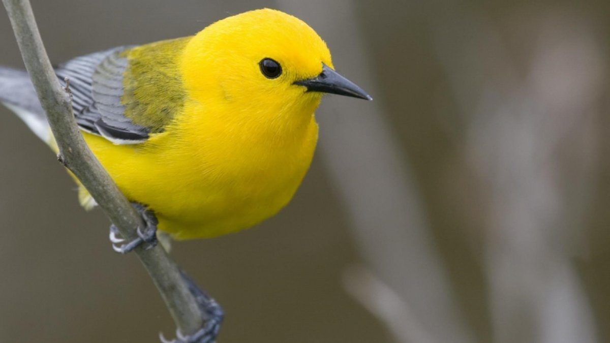 Yellow Finch