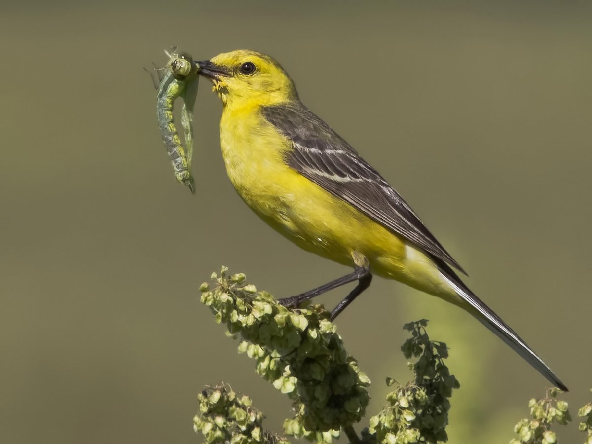Птичка с желтым брюшком в Сибири