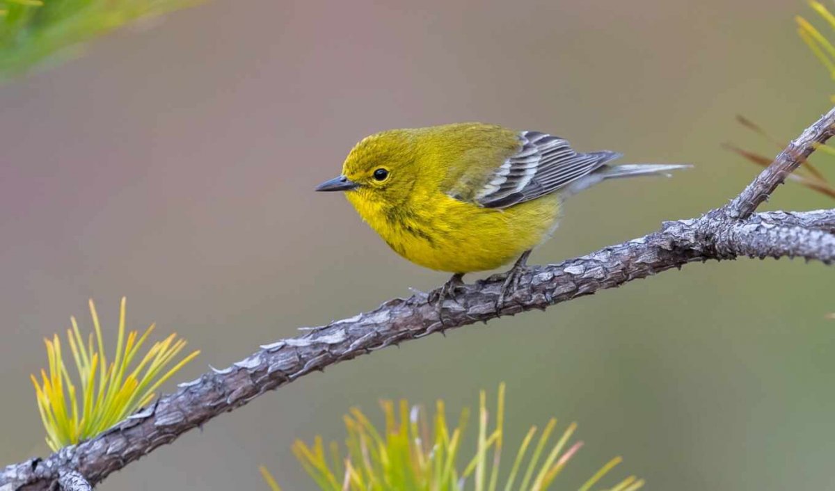 Птица с желтым хвостом