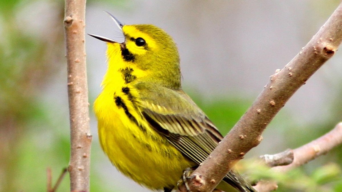 Yellow Warbler птица