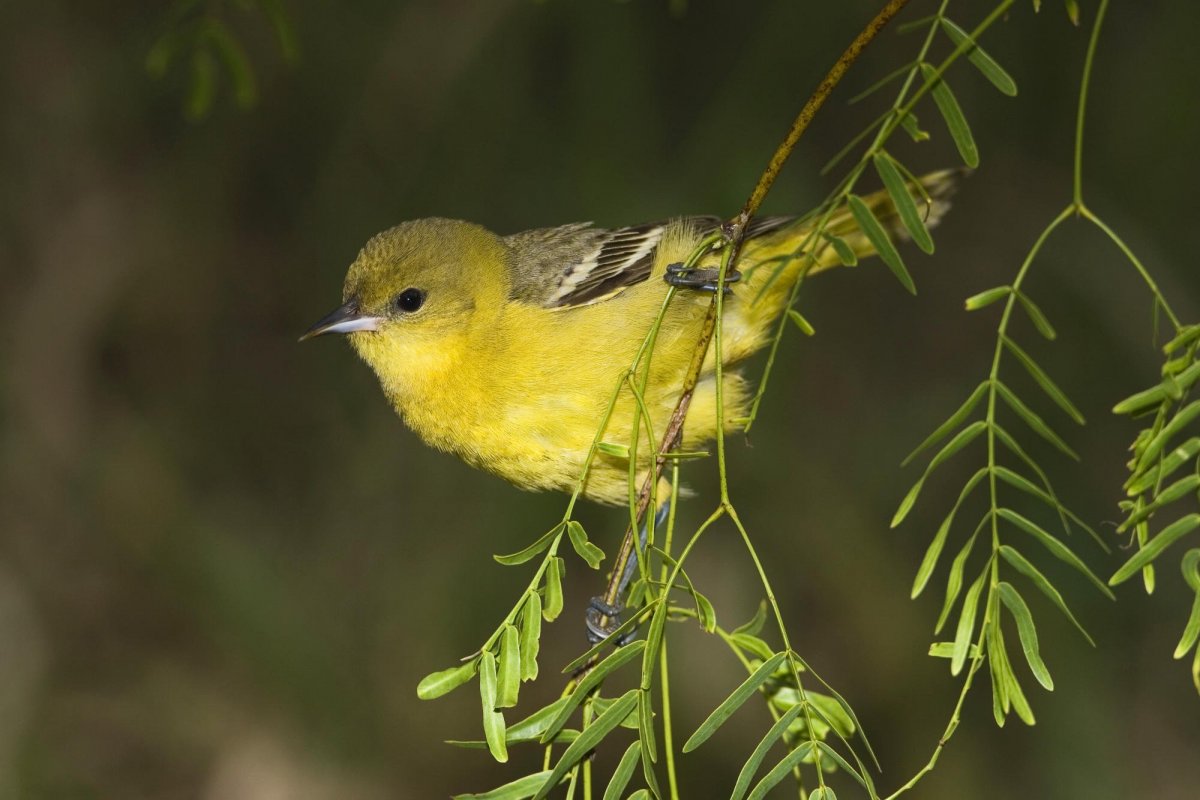 Yellow Warbler птица