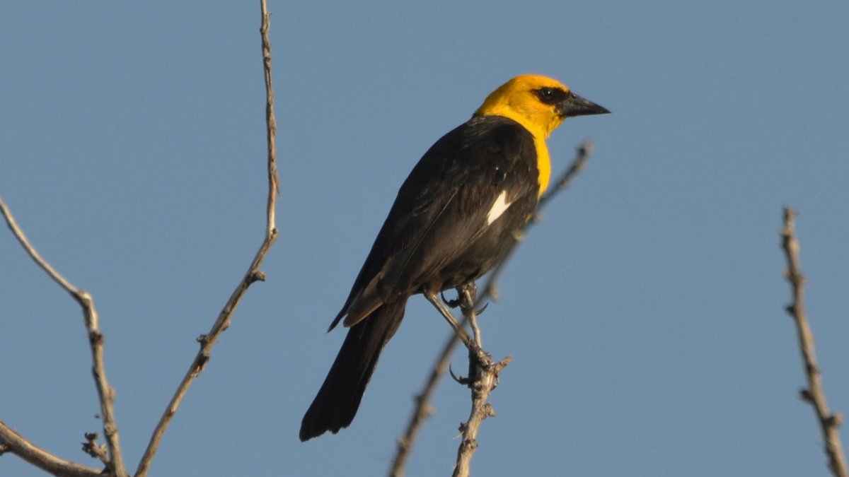 Бурая Иволга