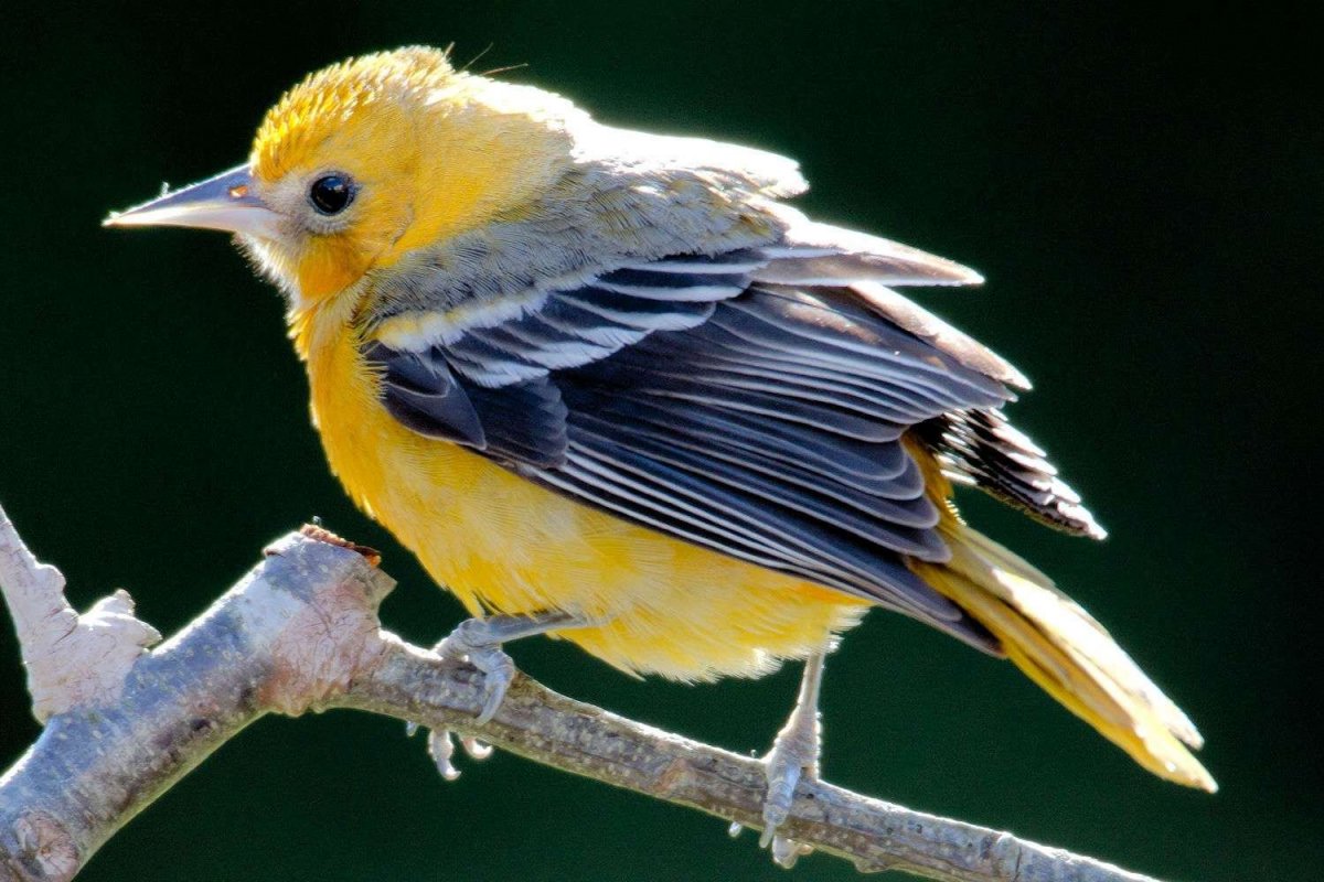 Птица с желтым воротничком