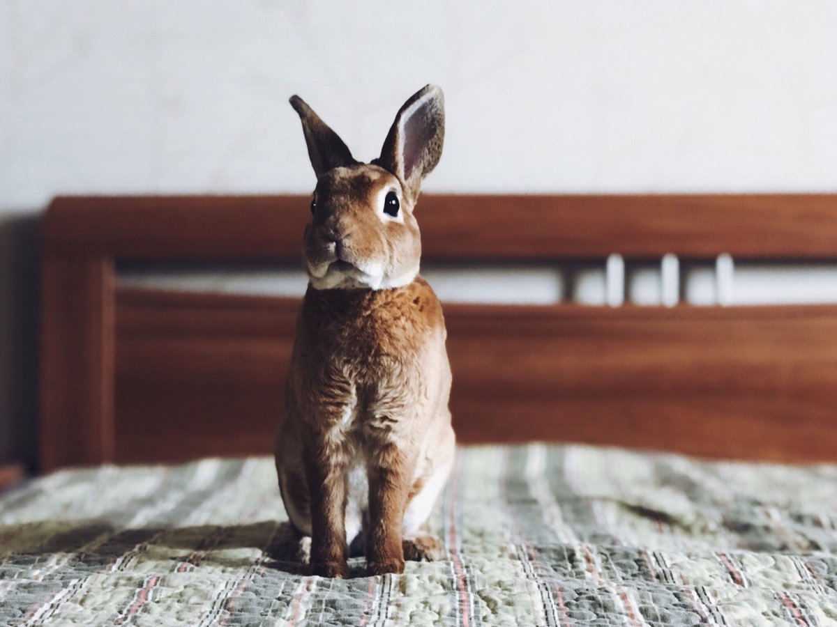 Пуи Пуи - самый стильный кролик в мире